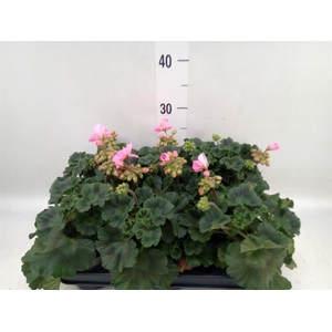 Pelargonium zona.   ...F1