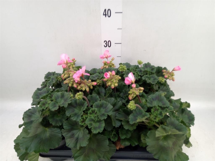 <h4>Pelargonium zona.   ...F1</h4>