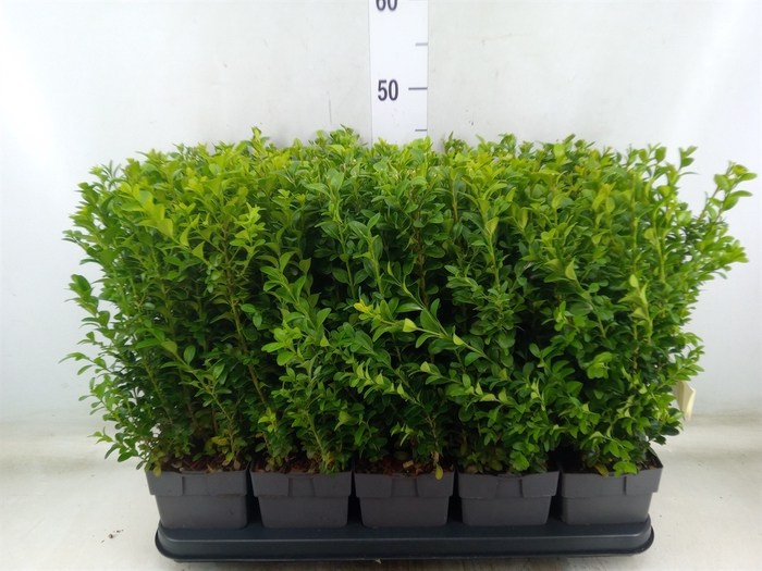<h4>Buxus semp.   ...</h4>