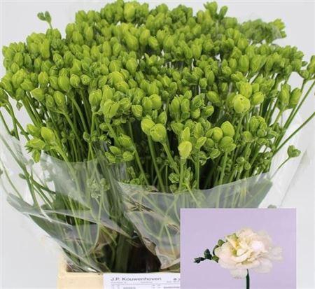 <h4>Fr Du Excellent</h4>