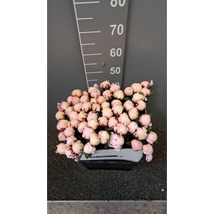 Paeo L Reine Hortens 50 Cm Rosa