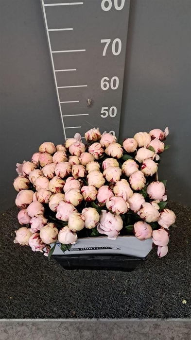 <h4>Paeo L Reine Hortens 50 Cm Rosa</h4>