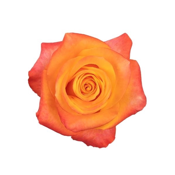 <h4>R Gr Aloha Orange 50cm EC</h4>