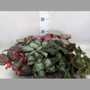 Episcia   ...