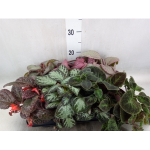 Episcia   ...