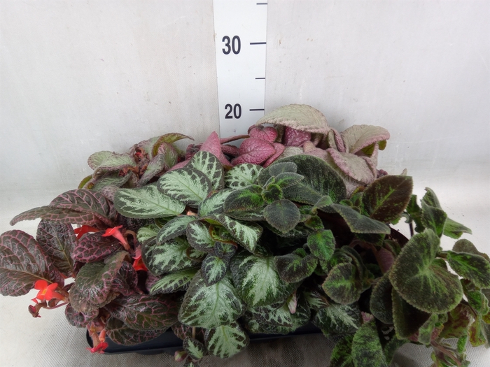<h4>Episcia   ...</h4>