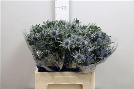 <h4>Eryn Orion Qstar</h4>