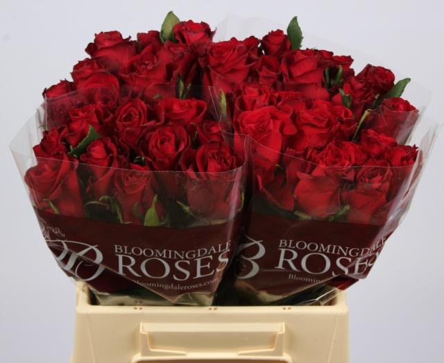 <h4>Rosa la ever red</h4>