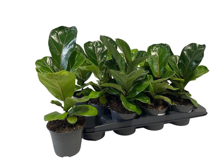 <h4>FICUS LYRATA</h4>