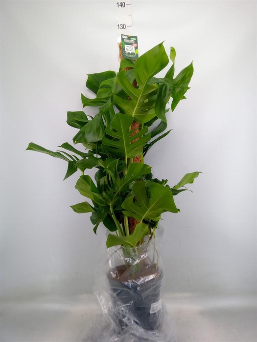 <h4>Monstera pertusum</h4>