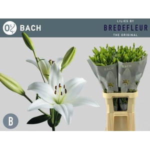 LILIUM LONG. X ASI. 'BACH'