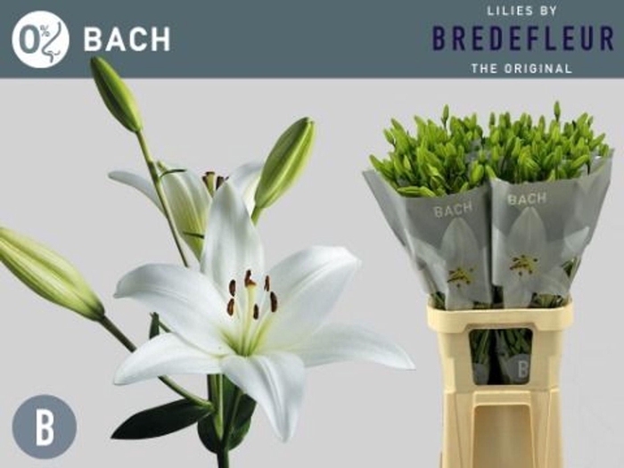 <h4>LILIUM LONG. X ASI. 'BACH'</h4>