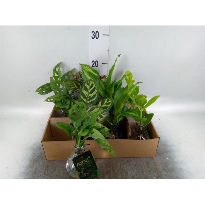 <h4>Planten  ..mix</h4>