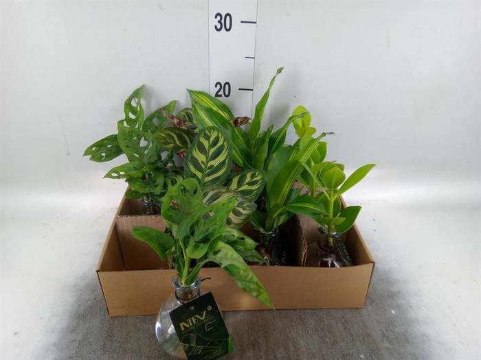 Planten  ..mix