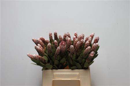 <h4>Protea Ivy</h4>