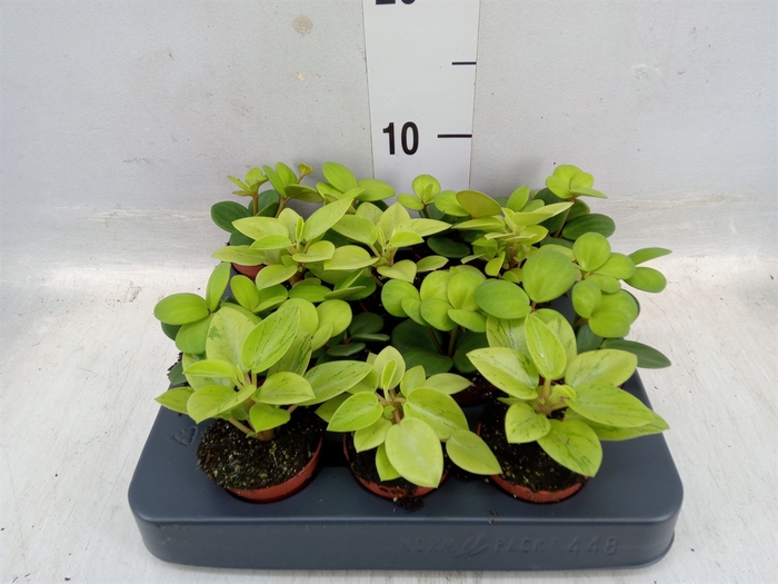 <h4>Peperomia   ...mix</h4>