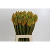Kniphofia Eycone Peach