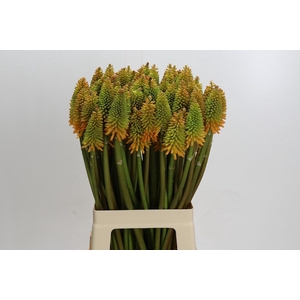 Kniphofia Eycone Peach
