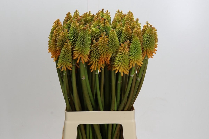 <h4>Kniphofia Eycone Peach</h4>