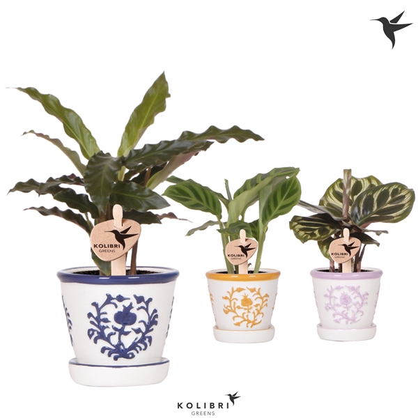 <h4>Kolibri Greens Calathea mix in Malaga pot mix</h4>