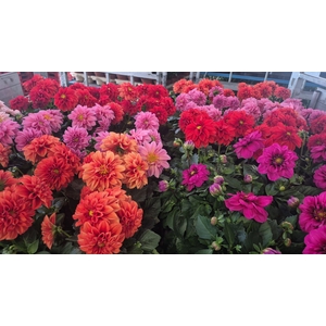 DAHLIA ROYAL GEM