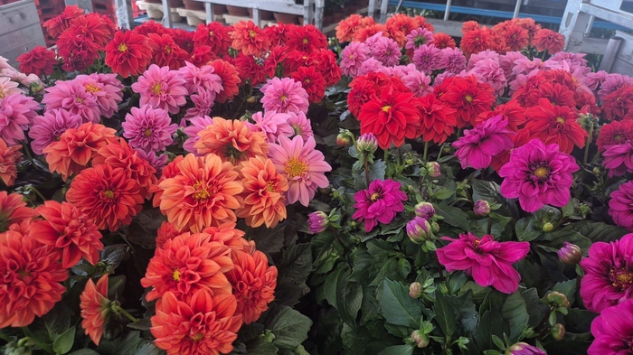 <h4>DAHLIA ROYAL GEM</h4>