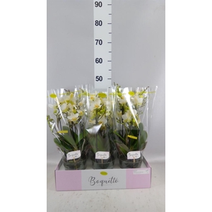 Phalaenopsis multi.   ...white