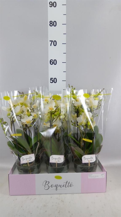 <h4>Phalaenopsis multi.   ...white</h4>
