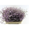 Lim Saf Lilac