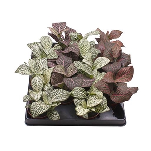 FITTONIA VERSCHAFFELTII MIX P6