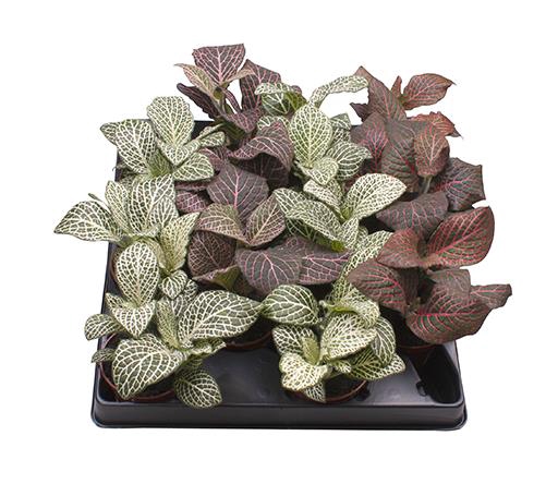 <h4>FITTONIA VERSCHAFFELTII MIX P6</h4>