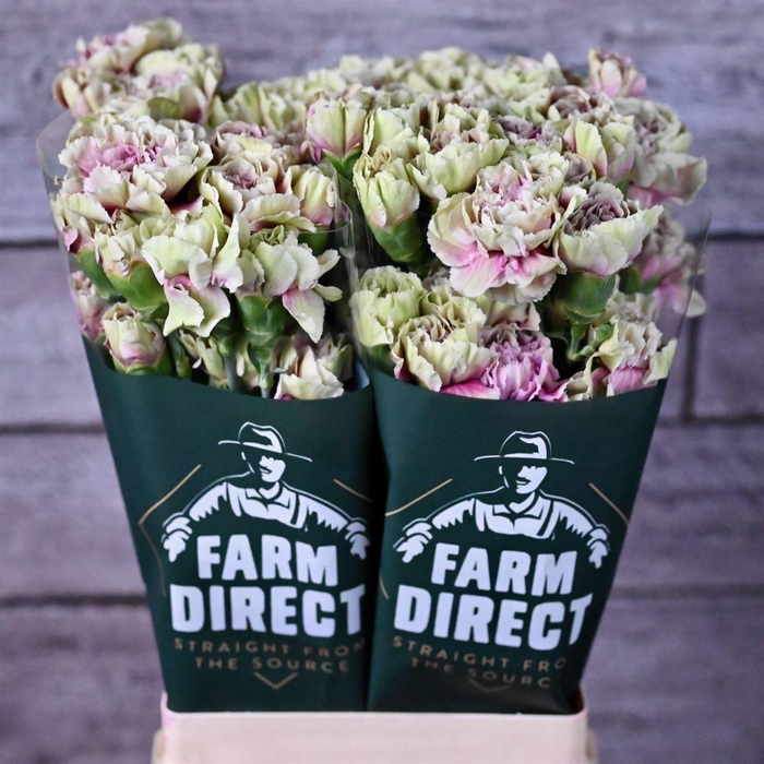 <h4>Di St Antigua</h4>