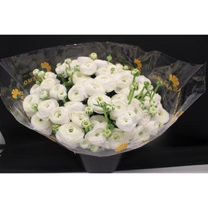 Cloni Super White Niveo