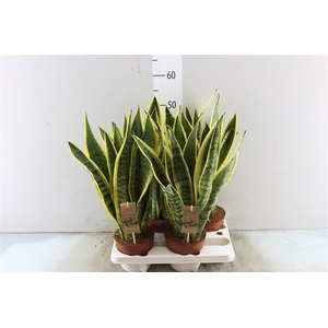 Sansevieria Laurentii