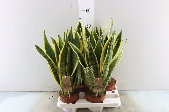 Sansevieria Laurentii