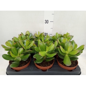 Crassula  'Magical Tree'