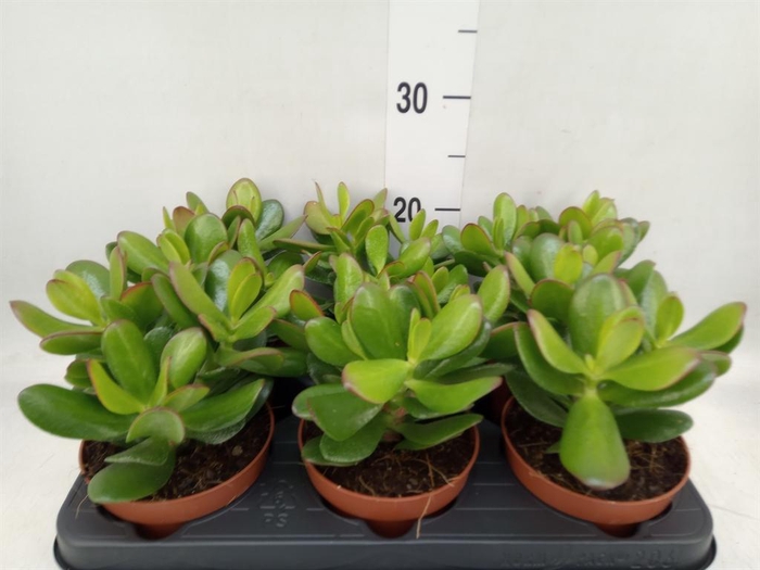 <h4>Crassula  'Magical Tree'</h4>