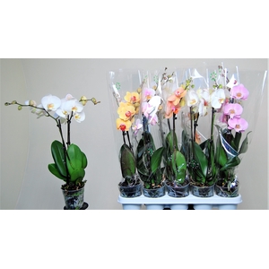PHAL GEM 7 KL