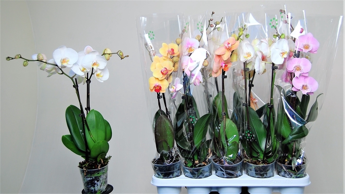 <h4>PHAL GEM 7 KL</h4>