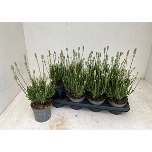 LAVANDULA AROMA WHITE P12