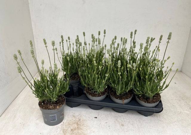 <h4>LAVANDULA AROMA WHITE P12</h4>