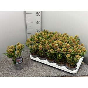 Skimmia japonica 'Rubesta Jos'