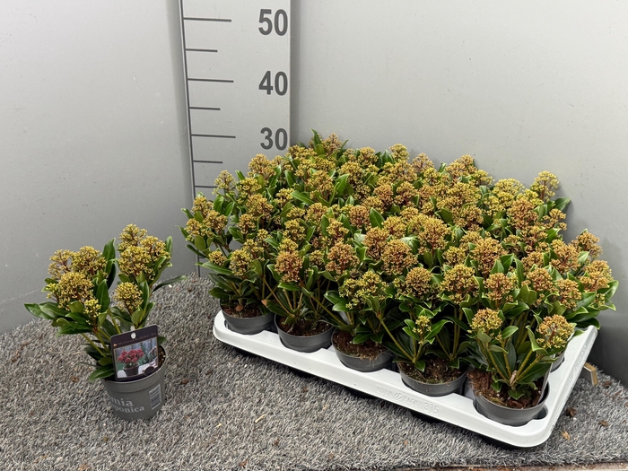 <h4>Skimmia japonica 'Rubesta Jos'</h4>
