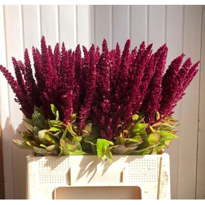 Amaranthus Red