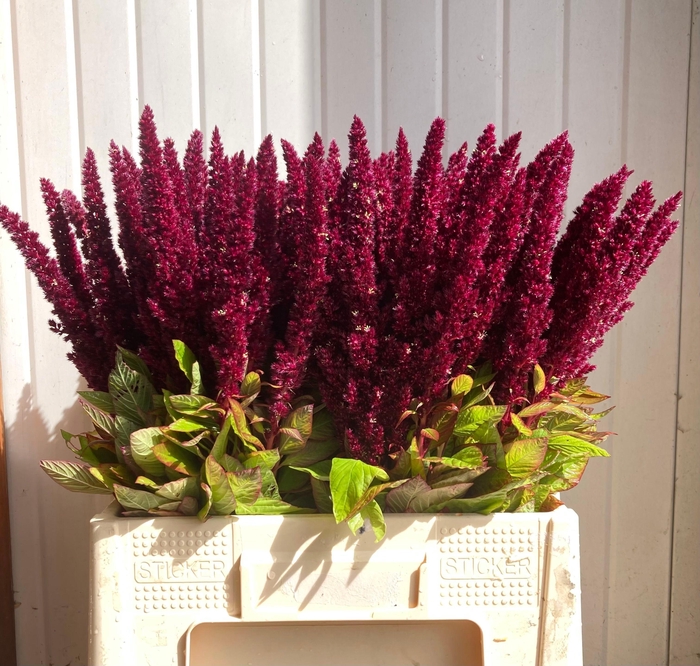 <h4>Amaranthus Red</h4>