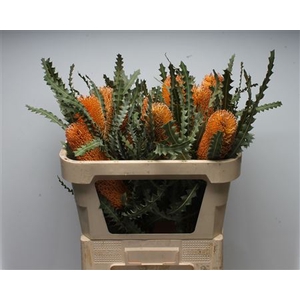 Banksia Ashbyi