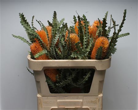 <h4>Banksia Ashbyi</h4>