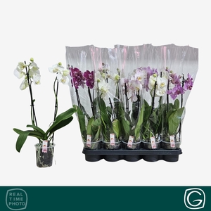 PHAL GEM 4 KL