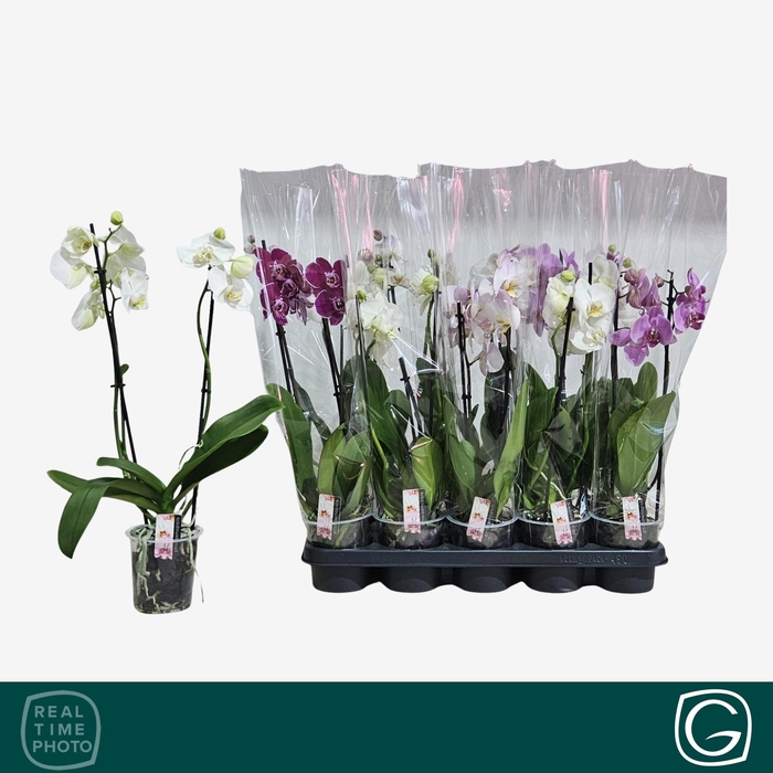 PHAL GEM 4 KL