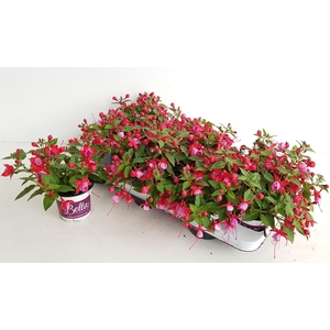 FUCHSIA B F LYDIA